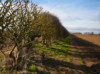 Winter hedge row This is a landscape photograph taken in the rural surroundings of Bolsover, United Kingdom, during winter in the early afternoon. The main subject of the image is a winter hedgerow lining the edge of a ploughed field, with leafless, gnarled branches creating intricate patterns against a backdrop of wide open skies and distant trees. The presence of nature is emphasized by the stark appearance of the bare branches and the grassy path running alongside the hedge, which contributes to the seasonal atmosphere. The lighting indicates it is early afternoon, casting defined shadows and highlighting the texture of the vegetation typical for a British winter. This scene reflects the tranquil, unspoiled qualities of the countryside around Bolsover.